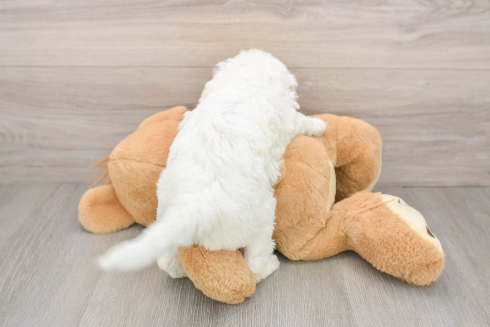 Mini Labradoodle Pup Being Cute