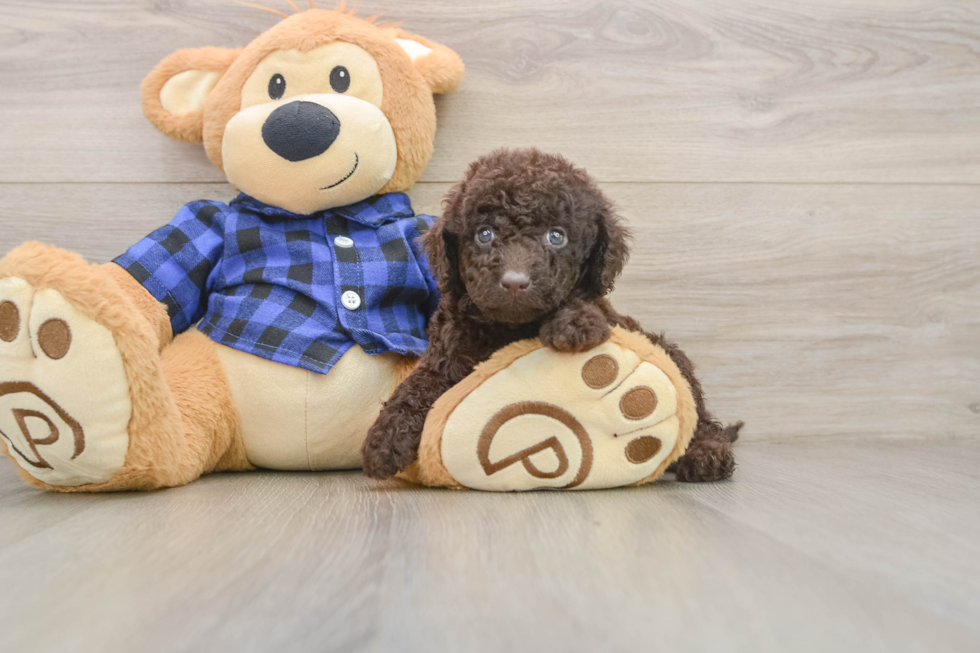 Mini Labradoodle Puppy for Adoption