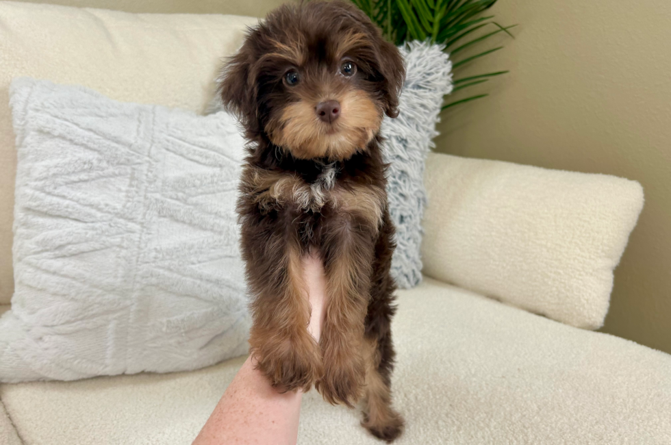 10 week old Mini Labradoodle Puppy For Sale - Lone Star Pups