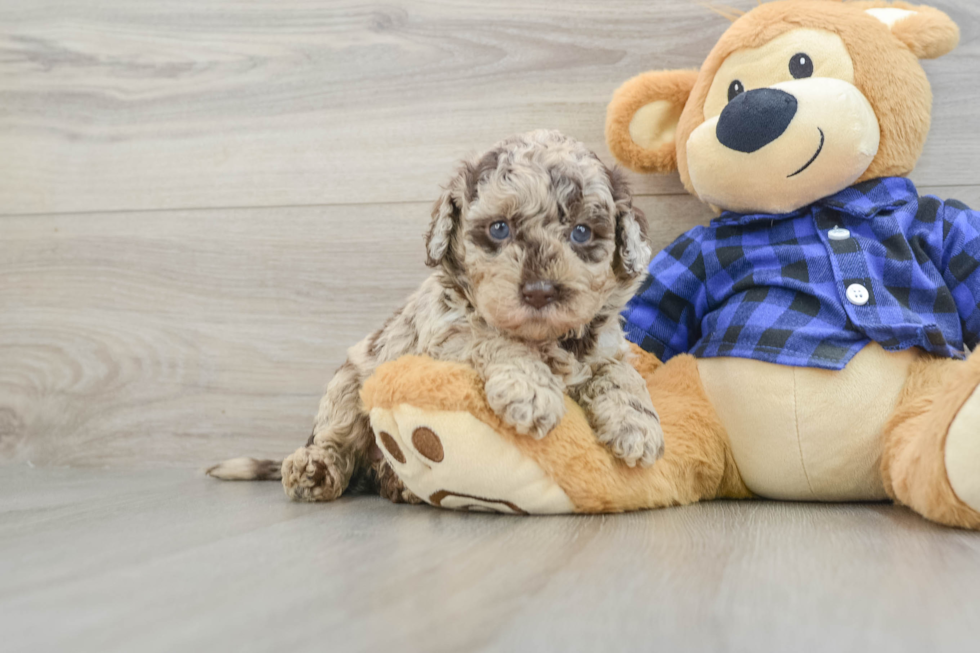 Mini Labradoodle Puppy for Adoption