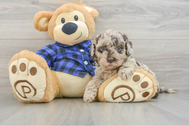 Mini Labradoodle Puppy for Adoption
