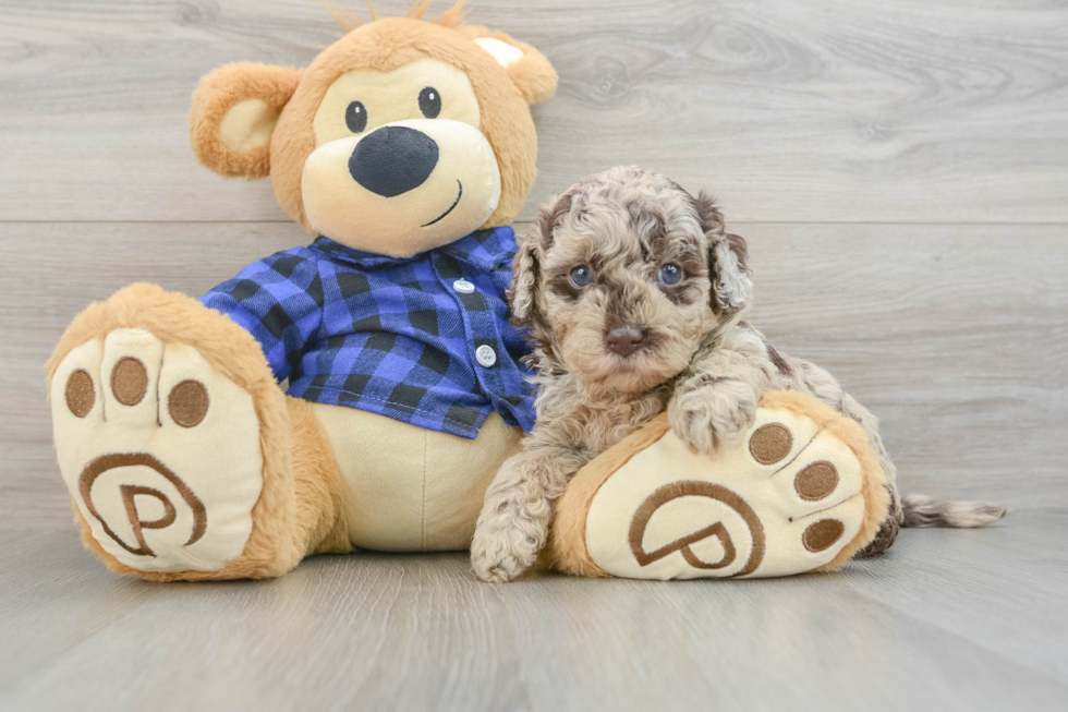 Mini Labradoodle Puppy for Adoption