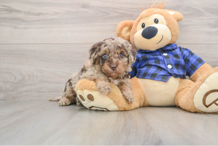 Best Mini Labradoodle Baby