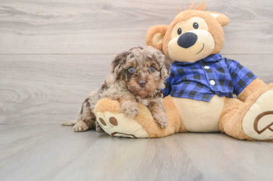 Best Mini Labradoodle Baby