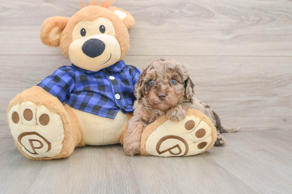Energetic Labrapoo Poodle Mix Puppy