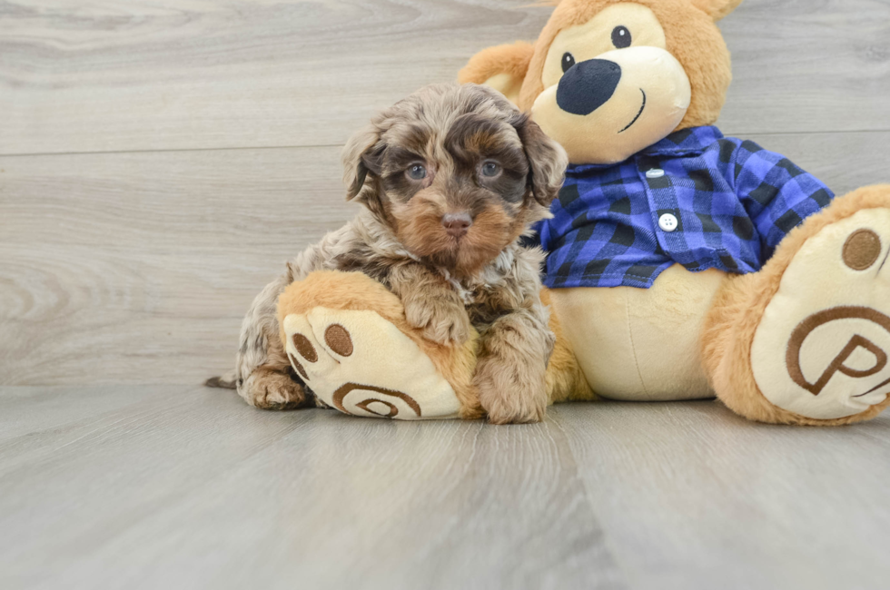 7 week old Mini Labradoodle Puppy For Sale - Lone Star Pups