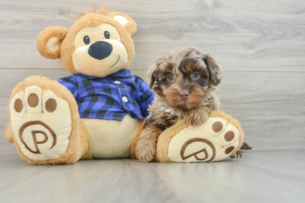 Little Labrapoo Poodle Mix Puppy