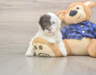 6 week old Mini Labradoodle Puppy For Sale - Lone Star Pups