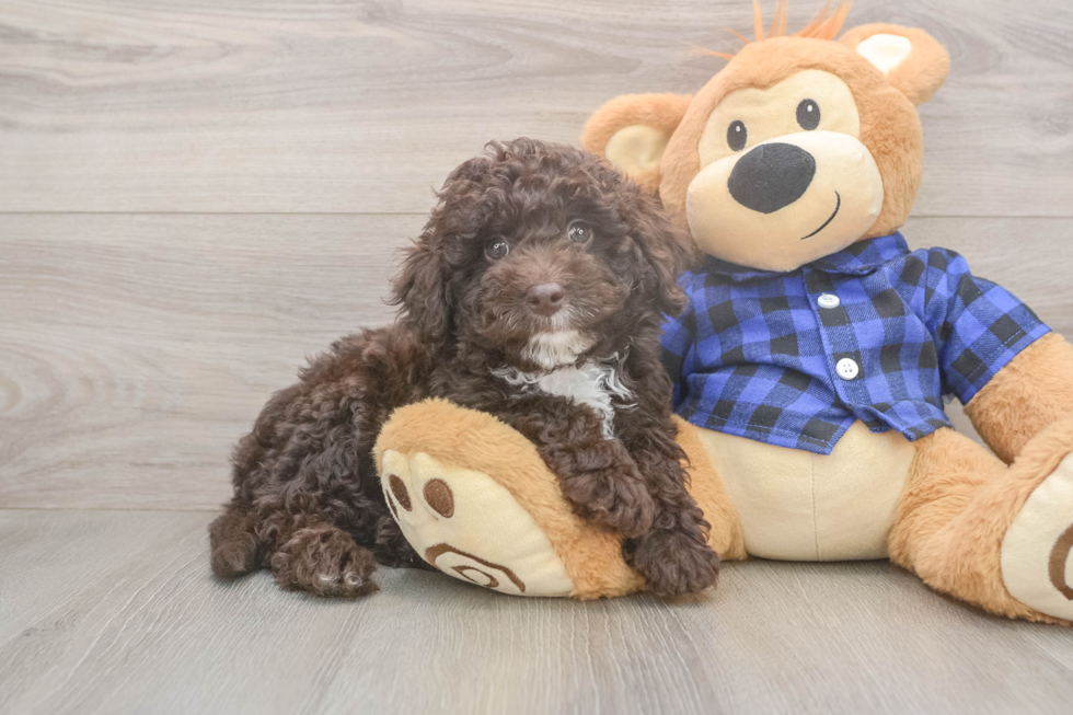 Mini Labradoodle Pup Being Cute