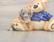 6 week old Mini Labradoodle Puppy For Sale - Lone Star Pups