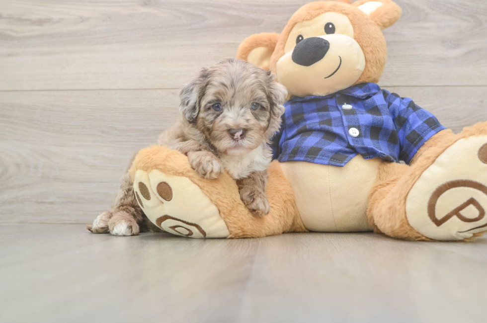7 week old Mini Labradoodle Puppy For Sale - Lone Star Pups