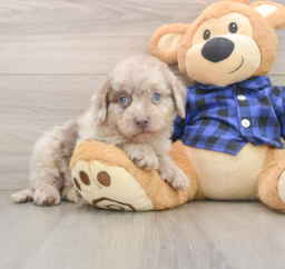 7 week old Mini Labradoodle Puppy For Sale - Lone Star Pups