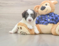 6 week old Mini Labradoodle Puppy For Sale - Lone Star Pups
