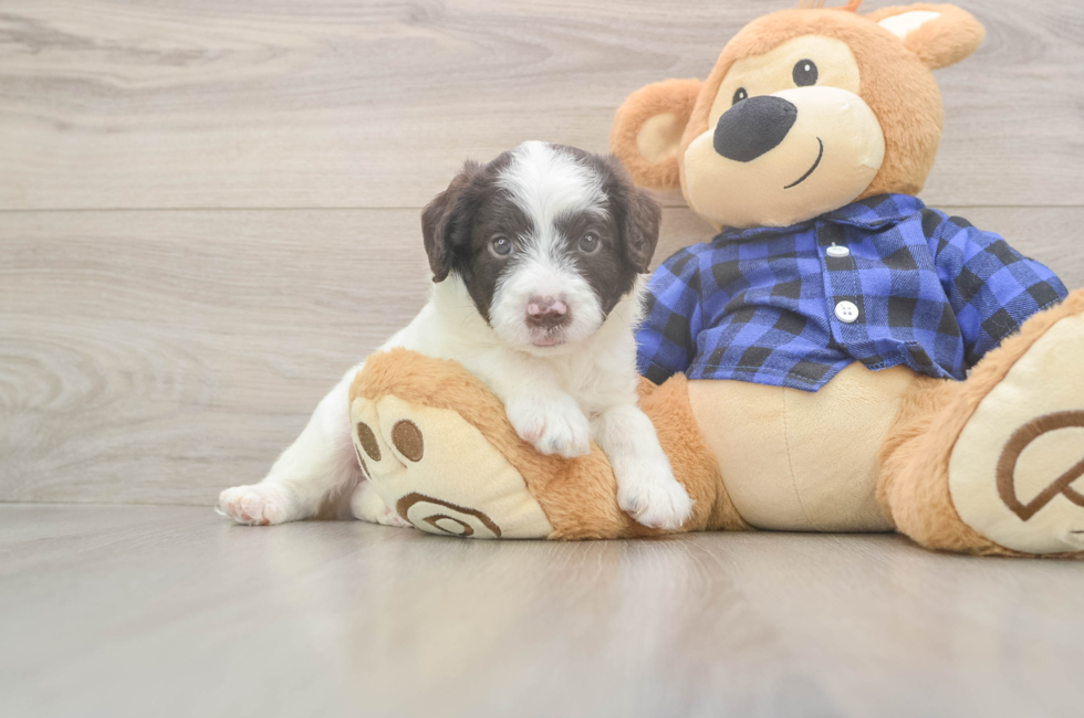 7 week old Mini Labradoodle Puppy For Sale - Lone Star Pups