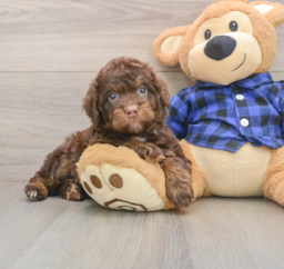 5 week old Mini Labradoodle Puppy For Sale - Lone Star Pups