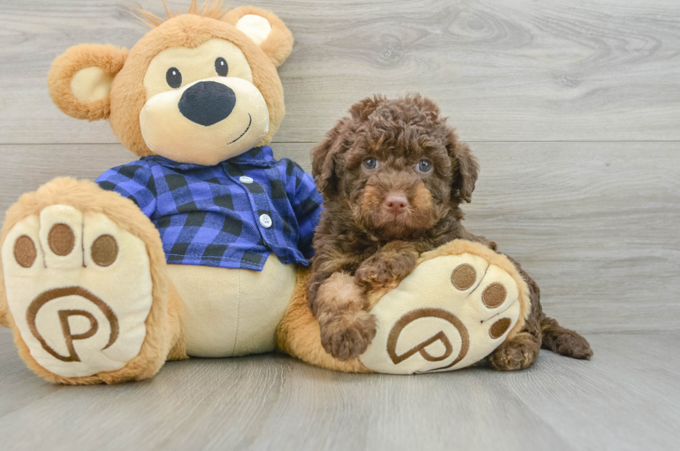 7 week old Mini Labradoodle Puppy For Sale - Lone Star Pups