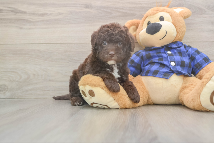 Energetic Labrapoo Poodle Mix Puppy