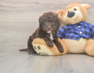 6 week old Mini Labradoodle Puppy For Sale - Lone Star Pups