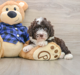 5 week old Mini Labradoodle Puppy For Sale - Lone Star Pups