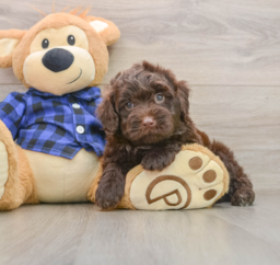 5 week old Mini Labradoodle Puppy For Sale - Lone Star Pups