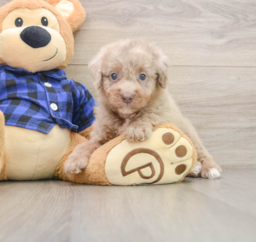 5 week old Mini Labradoodle Puppy For Sale - Lone Star Pups