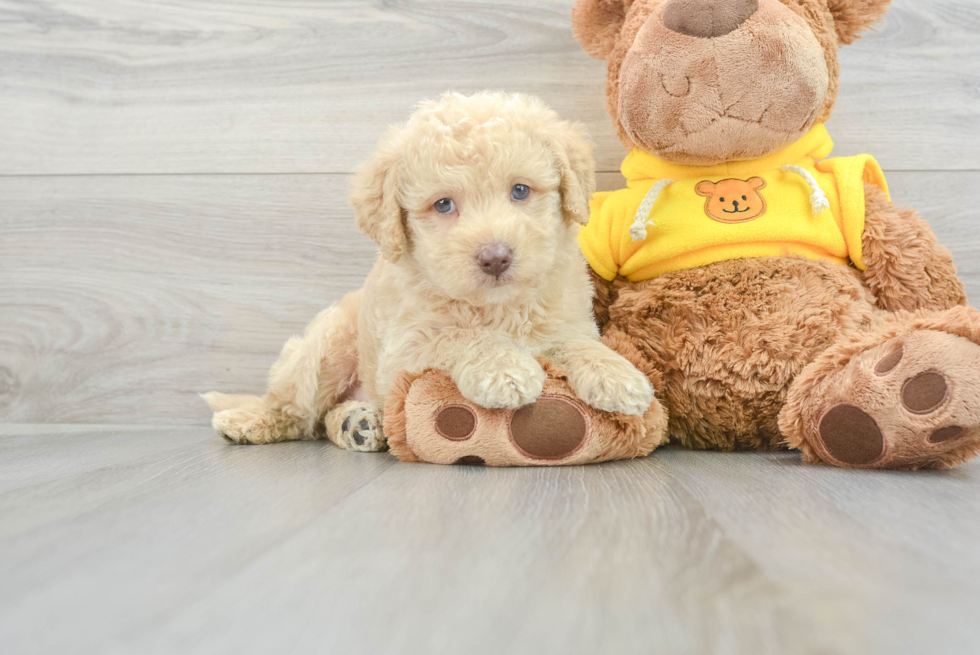 Cute Mini Labradoodle Baby