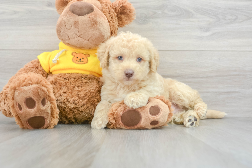 Little Labrador Poodle Mix Puppy