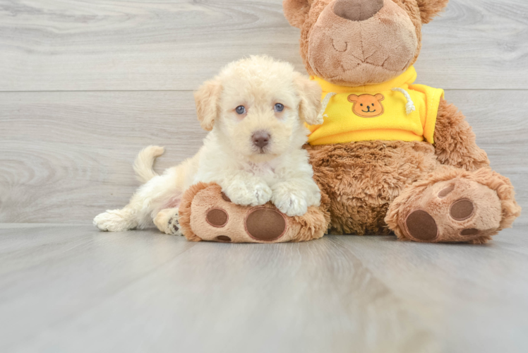 Hypoallergenic Labrador Poodle Mix Puppy