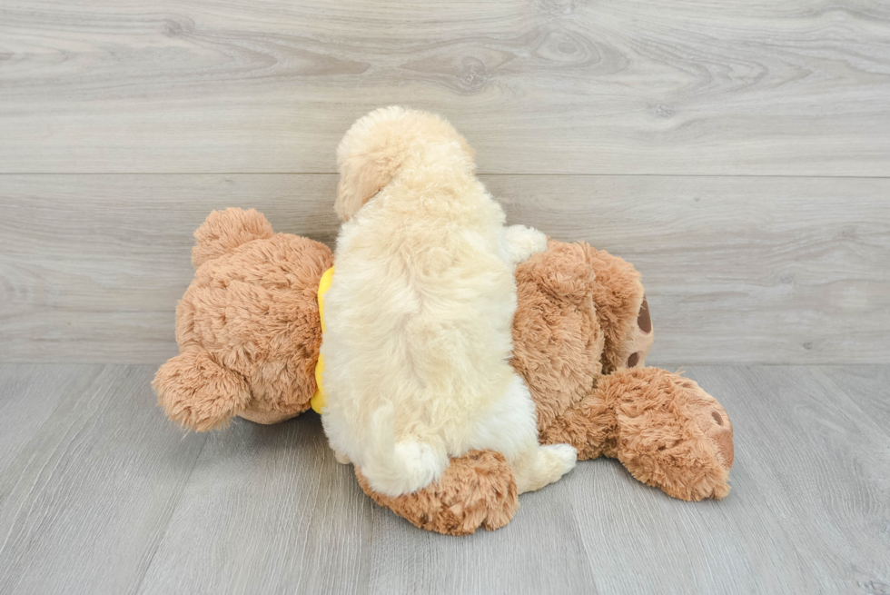 Mini Labradoodle Pup Being Cute