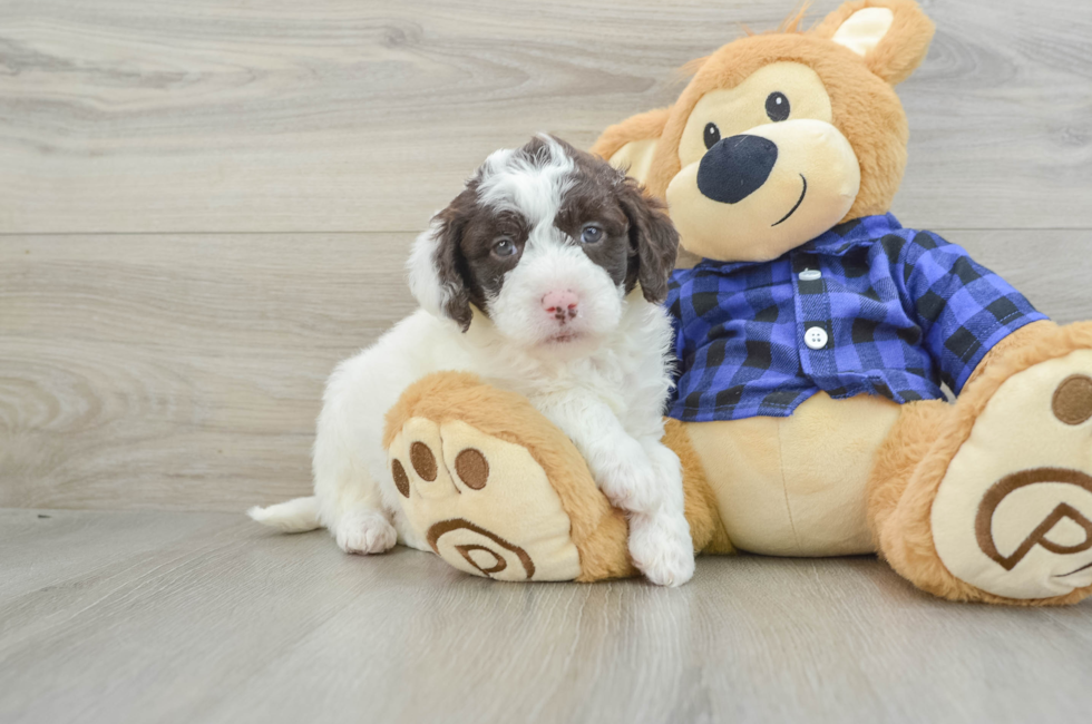 6 week old Mini Labradoodle Puppy For Sale - Lone Star Pups