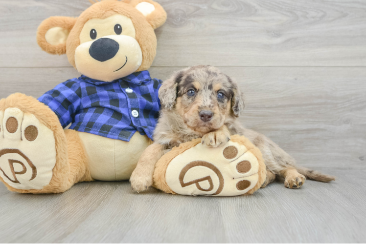 Popular Mini Labradoodle Poodle Mix Pup