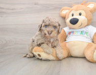 5 week old Mini Labradoodle Puppy For Sale - Lone Star Pups