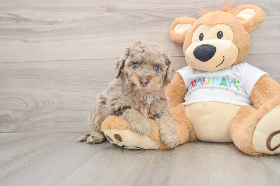 5 week old Mini Labradoodle Puppy For Sale - Lone Star Pups