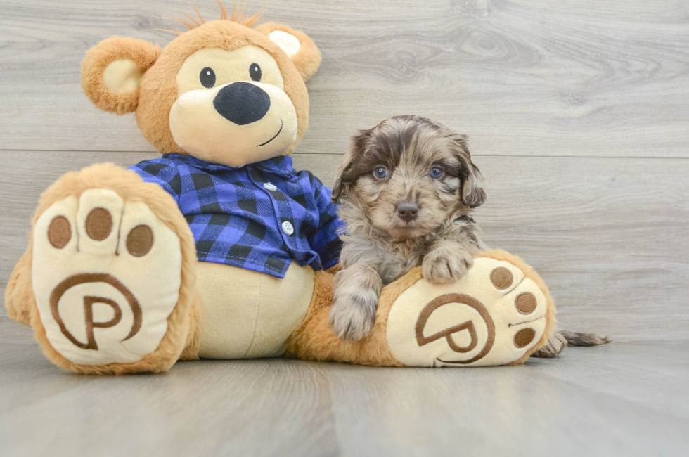 6 week old Mini Labradoodle Puppy For Sale - Lone Star Pups