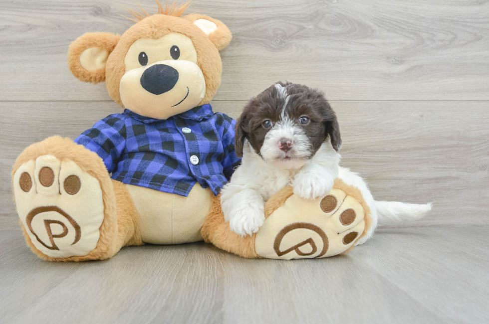 6 week old Mini Labradoodle Puppy For Sale - Lone Star Pups