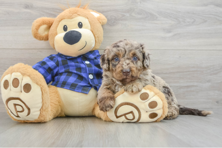 Petite Mini Labradoodle Poodle Mix Pup