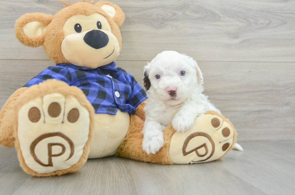 6 week old Mini Labradoodle Puppy For Sale - Lone Star Pups