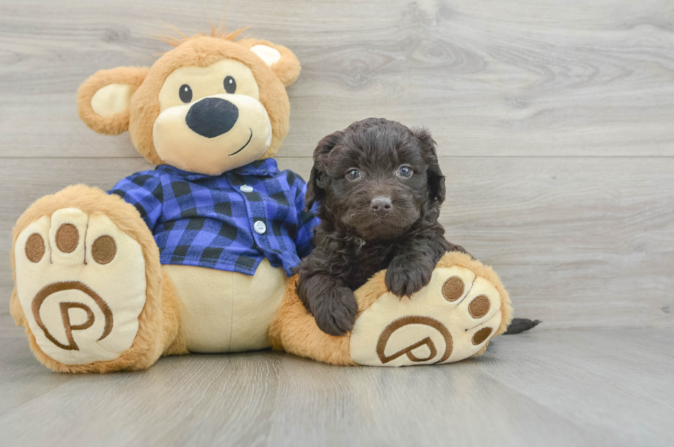 6 week old Mini Labradoodle Puppy For Sale - Lone Star Pups