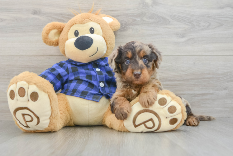 Mini Labradoodle Puppy for Adoption