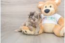 Mini Labradoodle Puppy for Adoption