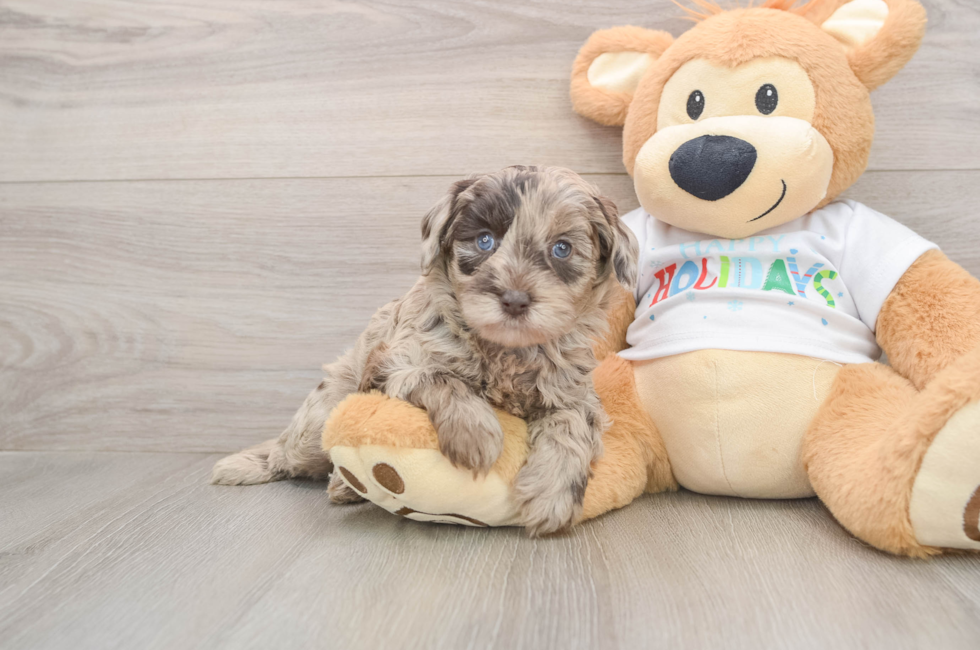 5 week old Mini Labradoodle Puppy For Sale - Lone Star Pups