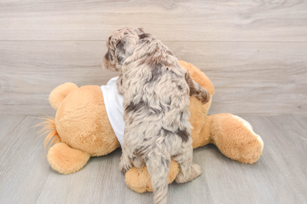 Popular Mini Labradoodle Poodle Mix Pup