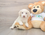 5 week old Mini Labradoodle Puppy For Sale - Lone Star Pups