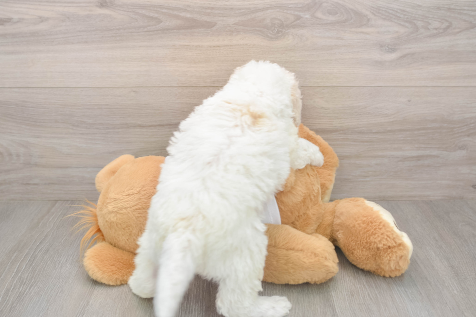 Mini Labradoodle Puppy for Adoption