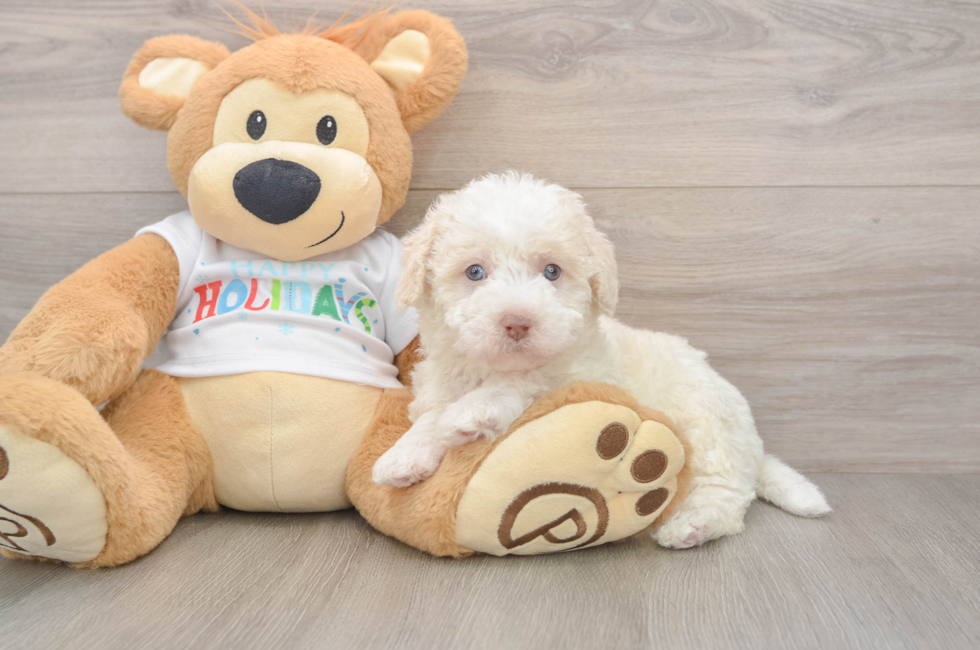 5 week old Mini Labradoodle Puppy For Sale - Lone Star Pups