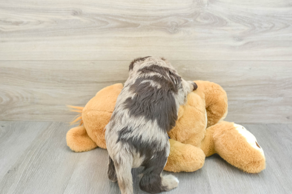 Mini Labradoodle Pup Being Cute