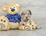 7 week old Mini Labradoodle Puppy For Sale - Lone Star Pups