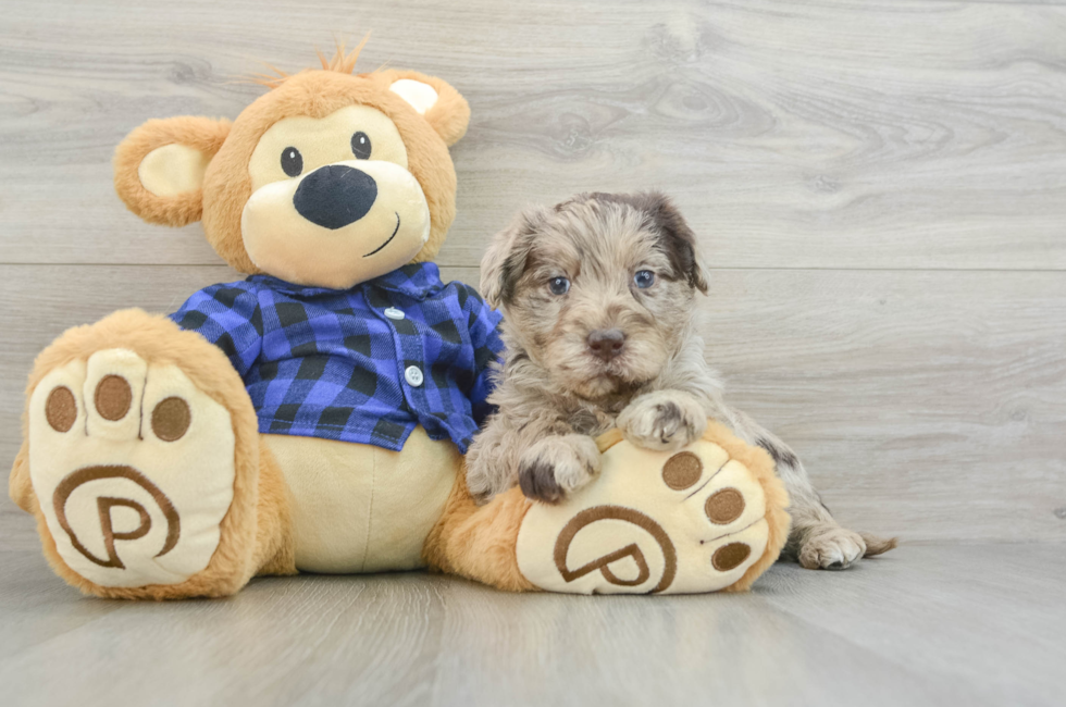 6 week old Mini Labradoodle Puppy For Sale - Lone Star Pups