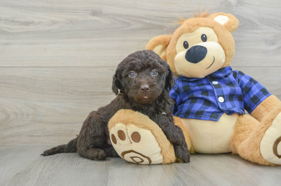 6 week old Mini Labradoodle Puppy For Sale - Lone Star Pups