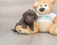 5 week old Mini Labradoodle Puppy For Sale - Lone Star Pups